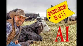 How to Get a $100,000 Bull from a $1,000 Cow with Embryo Transplants