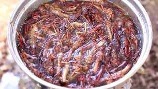 野外吃超美味虫子，蝗虫炸着吃馋哭你 survival cooking locusts