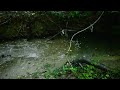 relaxing walk in the rain umbrella and nature sounds for sleep and relaxation 4k asmr