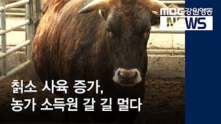 [뉴스리포트]칡소 사육 증가, 농가 소득원 갈 길 멀다 191012