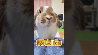 足が不自由なうさぎが乗れたぞと満面のドヤ顔してきた #うさぎ#うさぎのいる暮らし #bunny#ロップイヤー#shorts