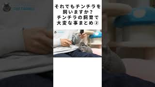 それでもチンチラを飼いますか？チンチラの飼育で大変な事まとめ② #Shorts