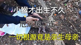 小猴才刚刚出生，就遭母亲遗弃，母猴后面的行为更令人生气||猴子|野生动物|令人讨厌的动物