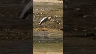 왜가리 사냥성공 Grey Heron hunting 사냥 !!! 봐봐 보여줄께요**난이도 A **   휙 날아가서는 바로 사냥에 성공하는모습에 놀라워라 !!!