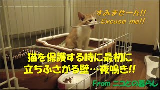 保護3日目-1 保護猫の最初の難関”夜鳴き” 遂に茶白猫の名前決定！ Mewing at night!!  His name was decided!