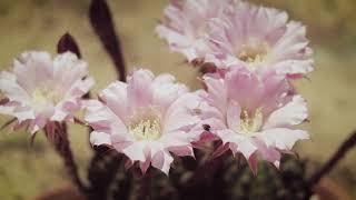 Cactus Flower『サボテンの花』