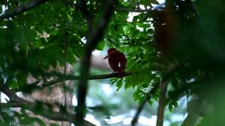 20170704 赤翡翠 Ruddy kingfisher