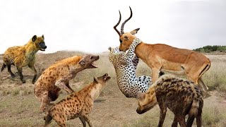 ¡La amable hiena salvó al antílope del jaguar! Atacar animales para sobrevivir