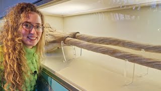 Double Tusked Narwharl Skull - The Origin of the Unicorn Horn? Ep 5 Curiosities of the NHM London