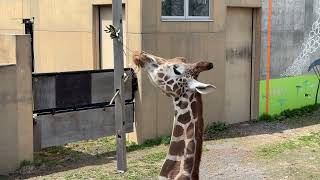 食事中のアミメキリン　夏の旭山動物園 / Reticulated Giraffe in Asahiyama Zoo.