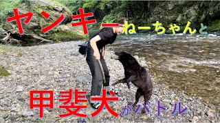 甲斐犬が岩にポ～ン！【Samurai dog TV】