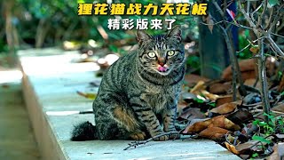 国产狸花猫不愧是战力天花板，两下就把英蓝猫按在地上摩擦 (1)