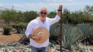 Mexico, Day 4: Driving to Tequila. A Happy and Festive Village. Distillery Tour, Agave and Process