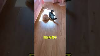 喵里喵气的～这小手手揣的比猫都板正 #法斗 #奶牛猫 #今日份小可爱已上线 #傻狗的日常 #法斗蠢萌#貓#狗#寵物#可愛#日常#shorts