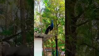 മയിലിനെ കാണുമ്പോൾ സന്തോഷം അല്ലേ#peacock#beautiful#youtubeshorts#trending