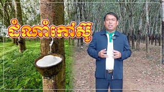 វិដេអូនេះសម្រាប់អ្នកដាំដំណាំកៅស៊ូ និងមានបំណងចង់ដាំដំណាំកៅស៊ូ| យន់ សុផាត