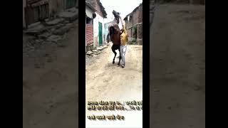 Horse lover  અશ્વ પ્રેમી  kathiyawadi horse lover