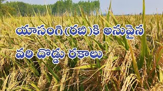 యాసంగి(రబి)కి అనువైన వరి దొడ్డు రకాలు||rabi paddy varieties in TS \u0026 AP