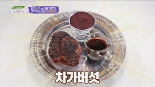 神이 인간에게 내려 준 '마지막 선물'이라고 칭한 약재 「차가버섯」 맛있는 이야기 미라클 푸드(Miracle Food) 91회｜JTBC 201226 방송