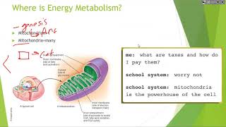 GCU BIO-319 Applied Nutrition Topic 4 Energy Metabolism, Energy Balance, & Body Composition