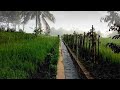 Relaxing Sound of Rain and Frogs in the Rice Fields, to Sleep Faster and Relax