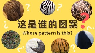 【猜猜这是谁的图案？】带有动物图案的名字测验｜教育动画｜幼儿和儿童视频｜Whose pattern is this? / Animal