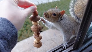 I made nut garlands for the squirrels to help them carry more nuts at once