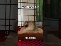 （寝る前の儀式）ベッドメイキングするシーズー犬バル君 shorts