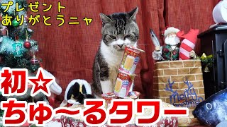 初めてのちゅ～るタワーに大興奮な猫☆ごちそうを食べるリキちゃん美味しすぎで咀嚼音がすごいｗ視聴者さんから頂いたプレゼントを開封☆【リキちゃんねる・猫動画】Cat video　キジ白猫のいる暮らし