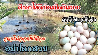 อย่าโลกสวยคิดเป็นเสือนอนกินเลี้ยงเป็ดไข่🦆🥚อาจไม่เป็นอย่างที่คิด🤔ไข่เพิ่มขึ้นอีกวันนี้EP.674