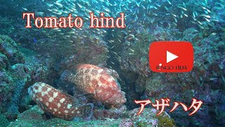 小魚たちの番人　アザハタ　Tomato hind　Cephalopholis sonnerati