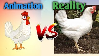 Animation versus Reality manok na pula