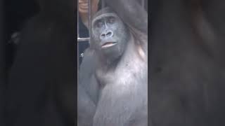 Gentaro enjoys playing with the zookeeper.#gorillatag #gorillababy #fypシ゚viral #fyp