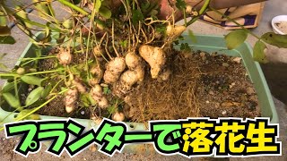 大失敗・落花生の実が付かない。落花生のプランター栽培