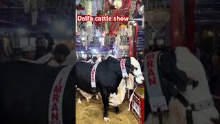 Dalfa cattle show 2025 | Expo center karachi | cow mandi | #2024 #animals #shortvideo