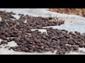 what is coffee processing