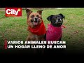 Jornadas de adopción animal en Bogotá: ¿Cuándo y dónde se realizarán? | CityTv