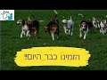 פט טיים חנות חיות מגוון מוצרים לבעלי חיים