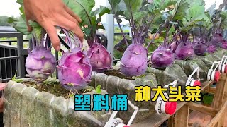 How to grow kohlrabi at home如何在家种植大头菜