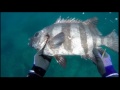 水温１５℃の海の中　石鯛　関西お魚突き９０spearfishing