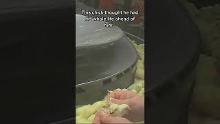 Cruelty in Eggs #shortsyoutube