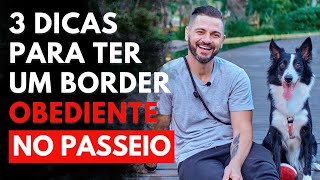 3 dicas de como fazer seu Border obedecer no passeio