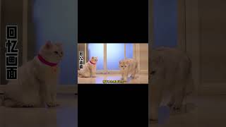 小猫咪找来其他猫假扮自己，背后的原因让人感动【七宝小圆子】#shorts #猫 #pets