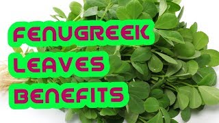 Fenugreek leaves benefits