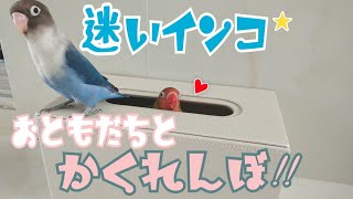 【迷いインコの保護 part12】ボタンインコ2羽の仲良しかくれんぼが可愛すぎる!!