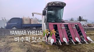 충주시 YANMAR YH6115 10년차 선수의 벼수확 #yanmar #yh6115 #yt5101 #10년차 #콤바인 #고수 #충주시 #벼수확 #중딩농부 #추레라 #전문가 #노빠꾸