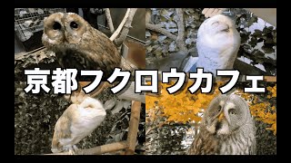 [京都遊び] 河原町でフクロウと触れ合いまくって最高の休日を過ごした  ｜フクロウ、河原町、京都、触れ合い施設、フクロウの森、マロンパフェ、小森、和スイーツ、京都デート、国際カップル