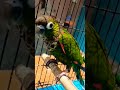 கெத்து காட்டிட்டு அழுகுறேனே😱😭💕 beautiful action conure thiruchitrambalam movie music shorts