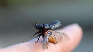 Mazā (vienraga) briežvabole / Rhinoceros beetle (Sinodendron cylindricum) ✨️