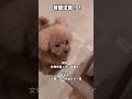 トイプードル プードル シニア犬 犬 わんこ poodle toypoodle dog cutedog